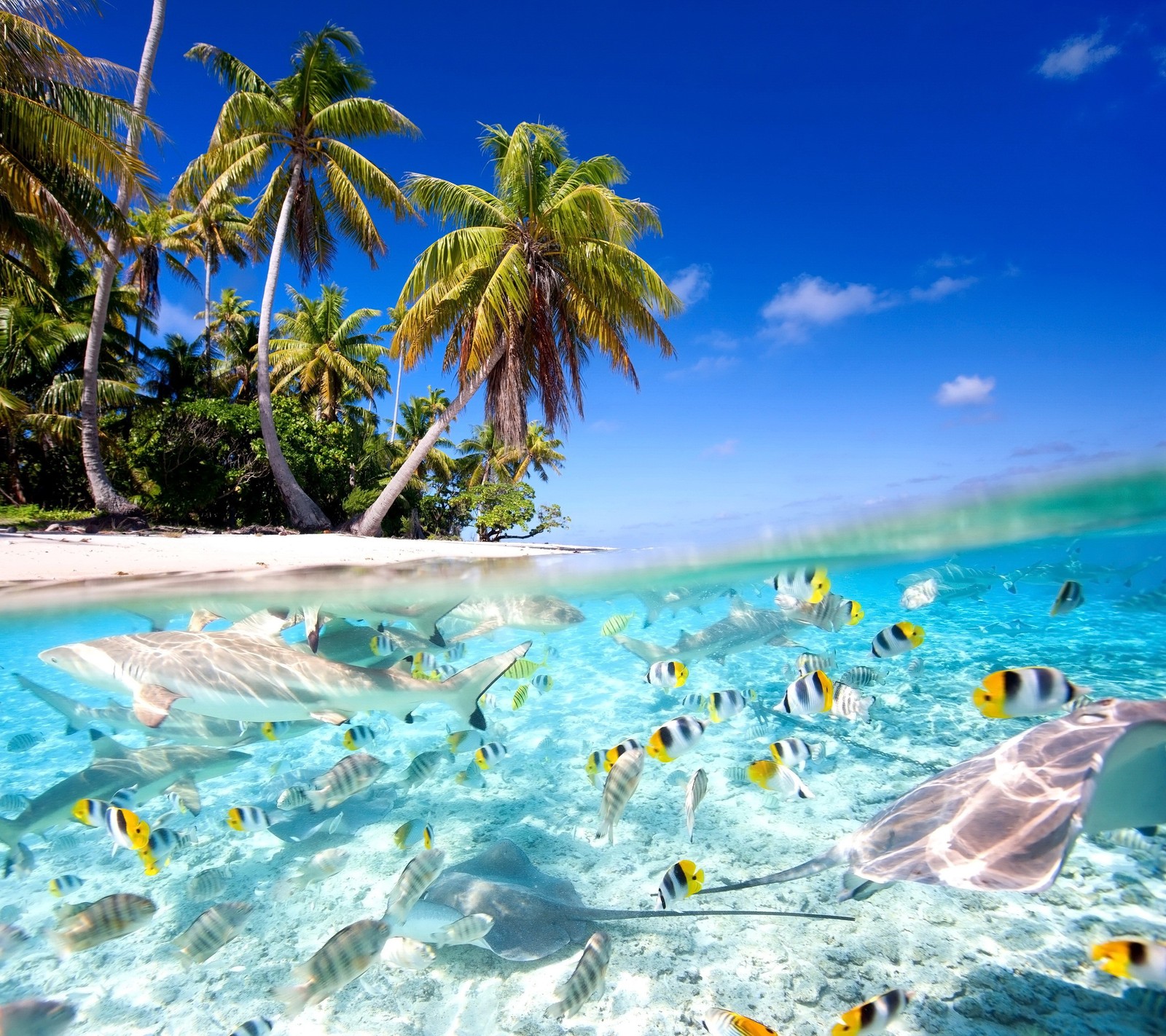 Vue aérienne d'une plage tropicale avec beaucoup de poissons (poisson, île, océan, palmiers, tropical)