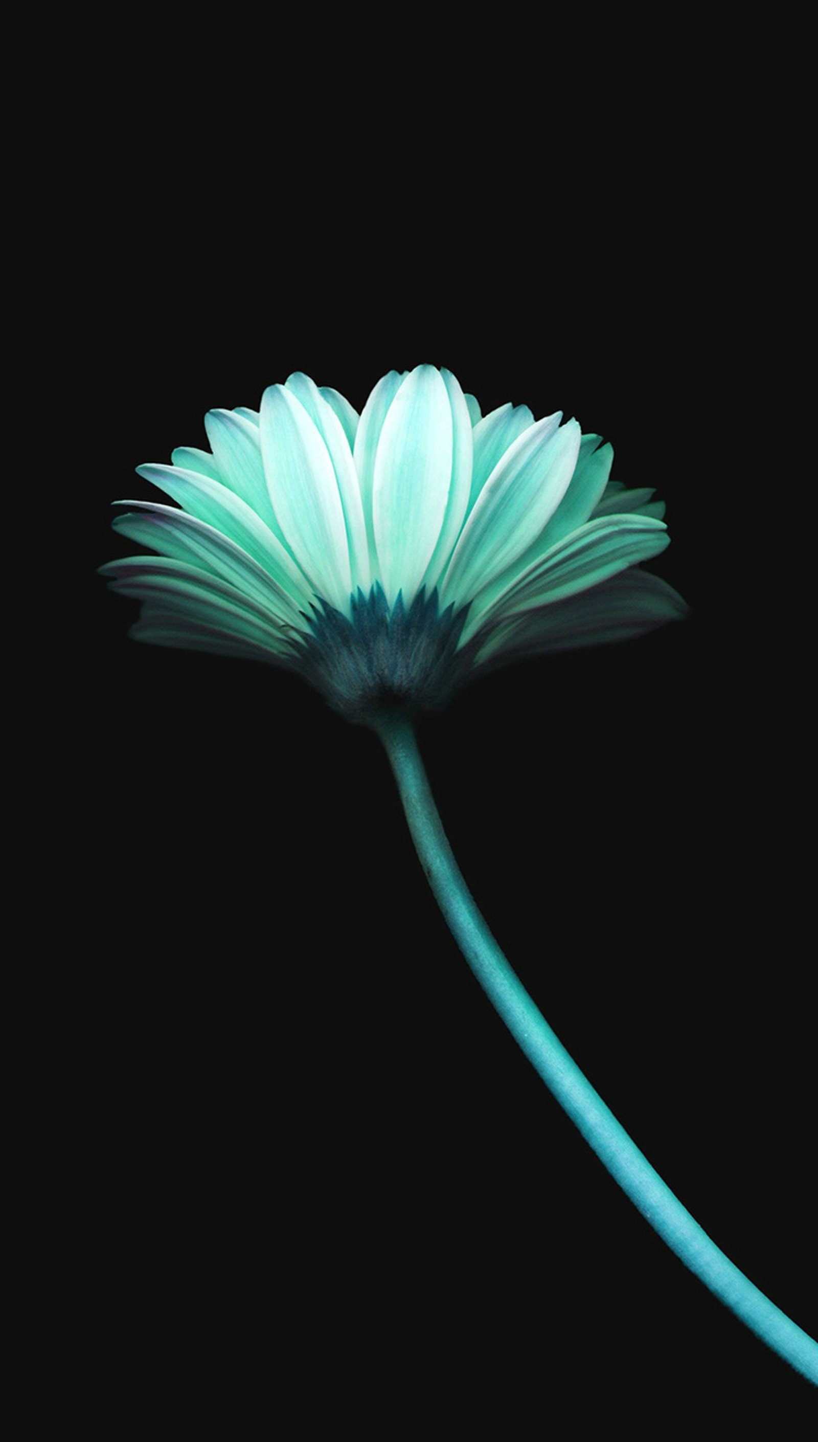 Une seule fleur sur fond noir (bleu, sombre, fleur)