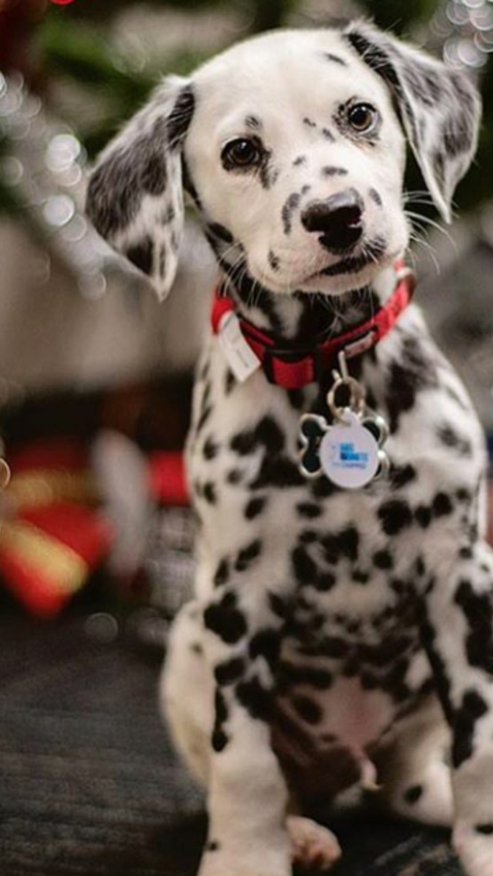 Um filhote árabe sentado em uma superfície preta com uma árvore de natal ao fundo (animal, dalmata, cachorro)