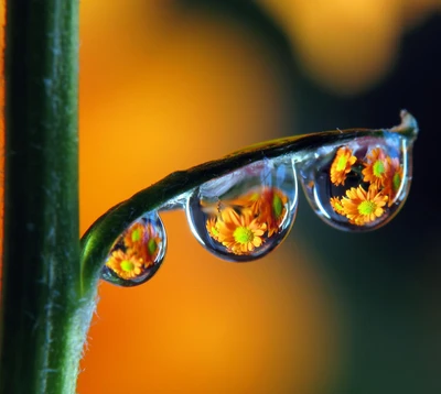 flores, hojas, macro, naranja, lluvia