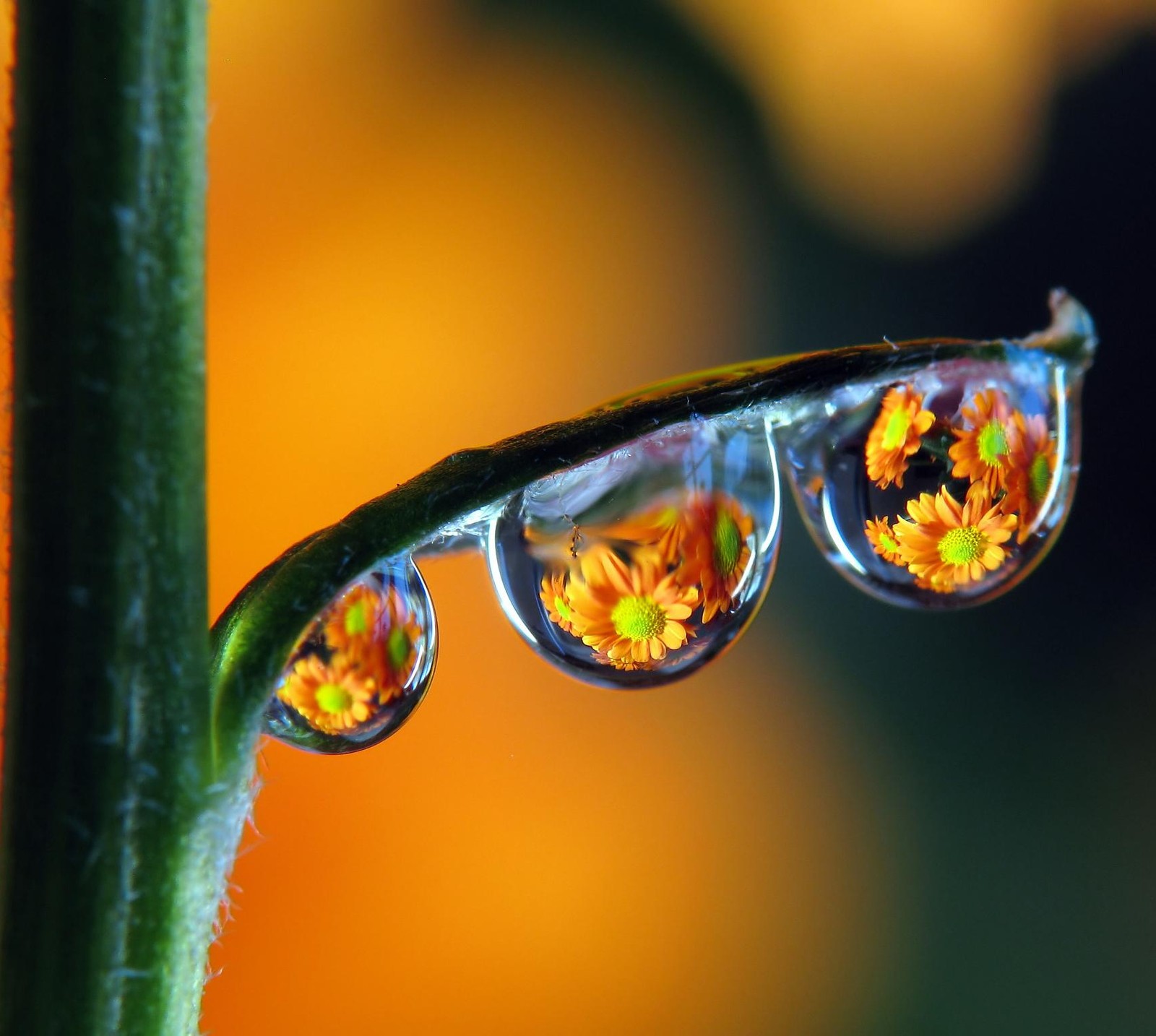 Un gros plan d'une plante avec des gouttes d'eau dessus (fleurs, feuilles, macro, orange, pluie)