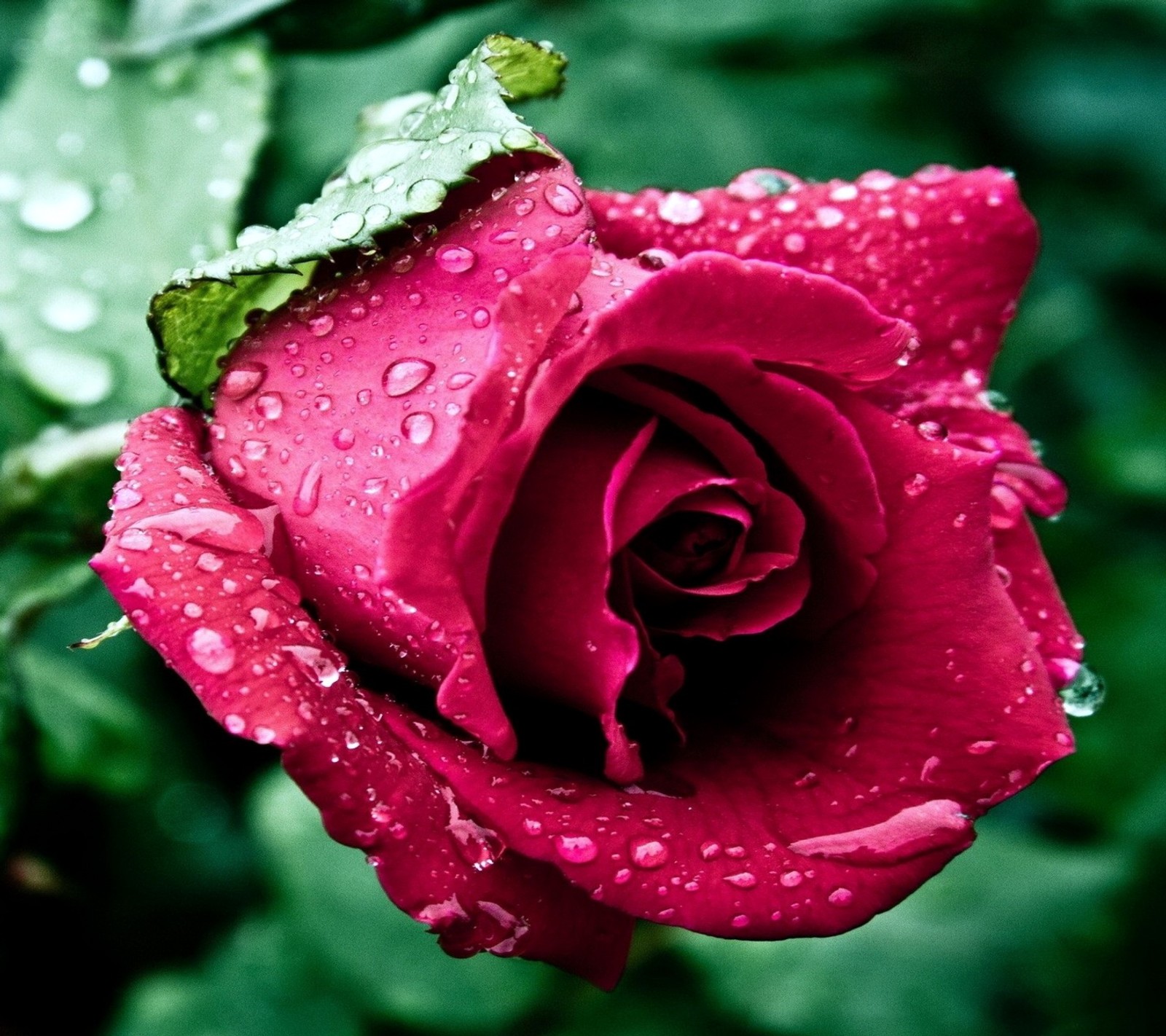 A close up of a red rose with water droplets on it (colors, landscape, nature, photo)