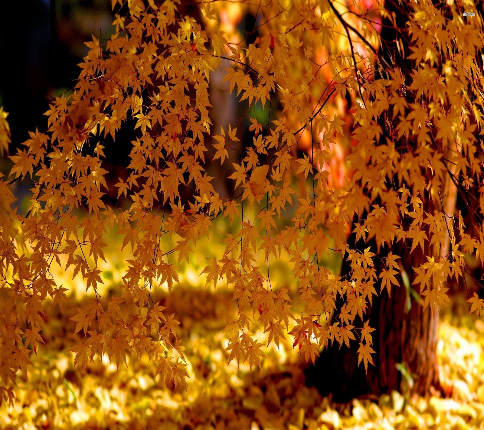 autumn, nature Download Wallpaper