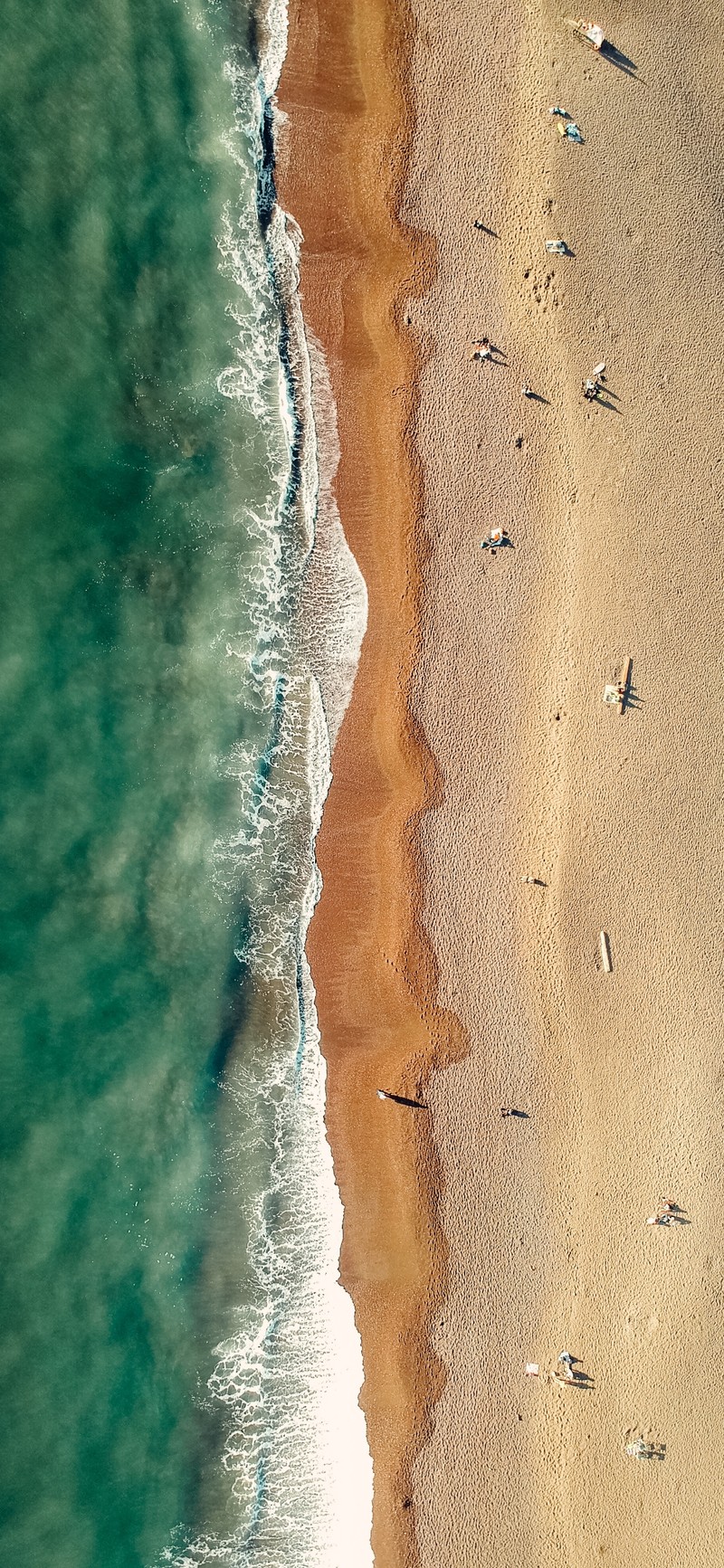 Жирафы на пляже с серфбордом и людьми в воде (вода, водные ресурсы, дерево, пляж, жидкость)