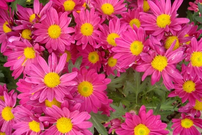 Vibrant Pink Chrysanthemums in Full Bloom