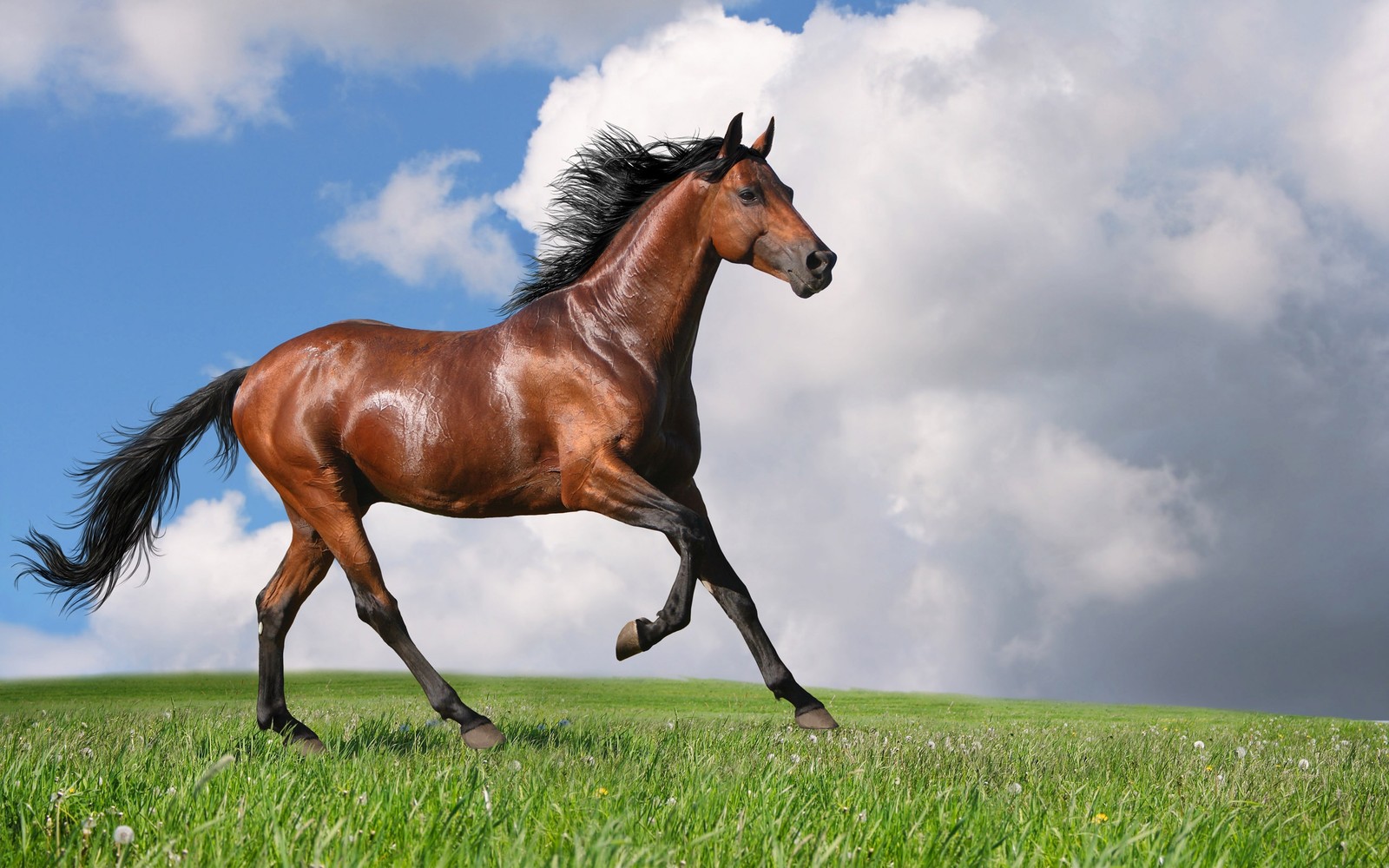 Hay un caballo corriendo en la hierba (semental, melena, yegua, caballo mustang, brida)