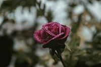 Dew-kissed pink rose amidst lush greenery.