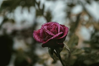 Rose rose embrassée par la rosée au milieu d'une verdure luxuriante.