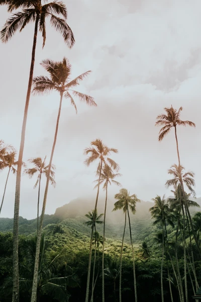 Palmeras majestuosas contra un paisaje montañoso exuberante