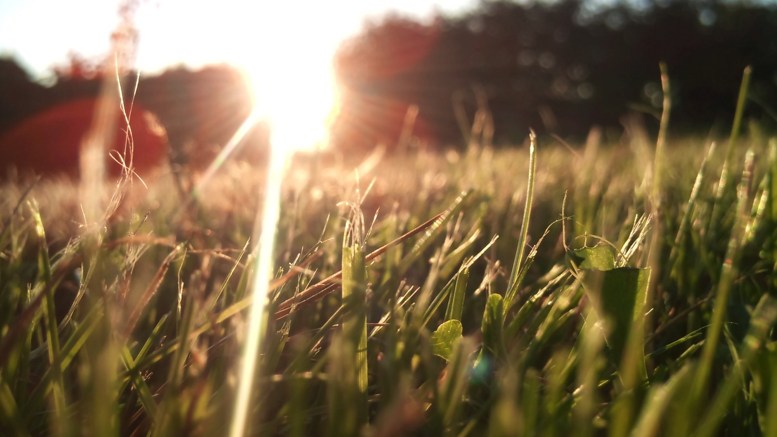 A close up of a field of grass with the sun shining through the grass (lens flare, depth of field, nature, lens, grass)