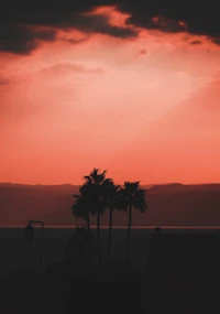 Palmeras en silueta contra un horizonte de atardecer ardiente