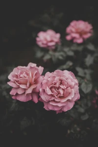 Elegante rosa Floribunda Rosen in Blüte