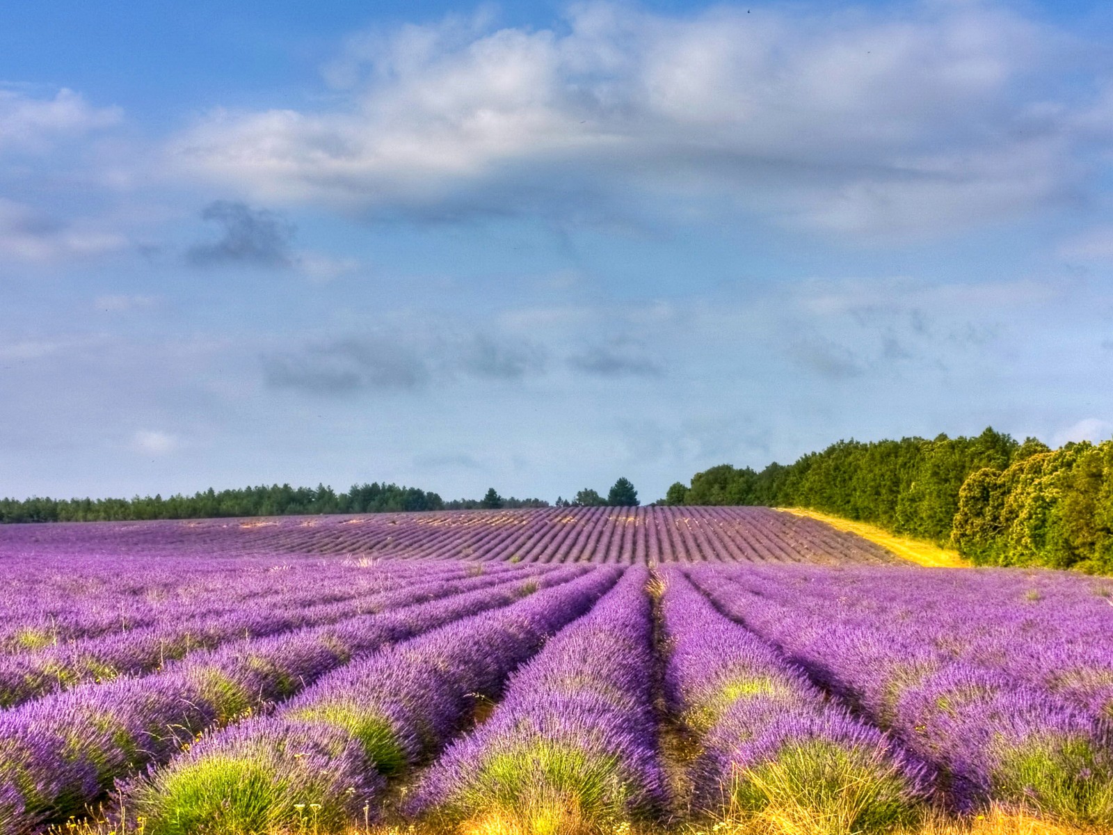 Lavendelfeld mit einem einsamen baum in der ferne und blauem himmel (lavendel, feld, blume, englische lavendel, lila)