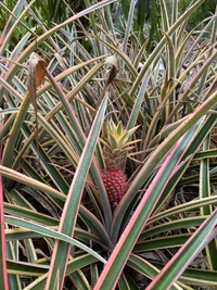 Ananas vibrant parmi une végétation herbeuse frappante