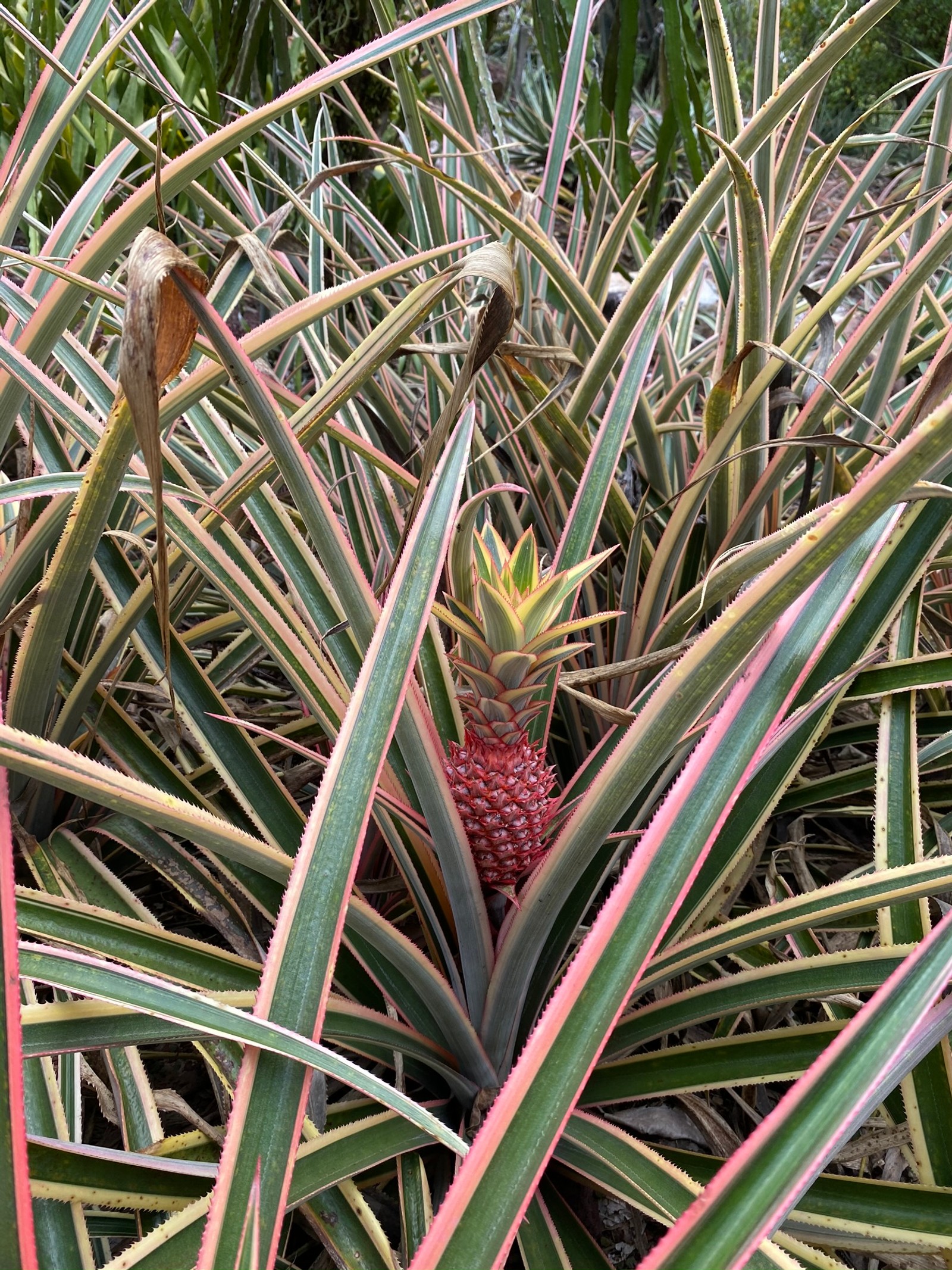 Hay una piña creciendo en un parche de plantas verdes y rosas (flora, hoja, tallo de planta, comunidad vegetal, vegetación)