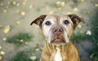 Cachorro de American Pit Bull Terrier con ojos expresivos y hocico distintivo.