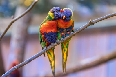 Vibrantly colored rainbow lorikeets perched closely together on a branch, showcasing their affectionate bond.