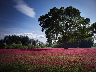 tree, nature, cloud, spring, woody plant