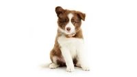 Adorable chiot Border Collie brun et blanc assis mignon