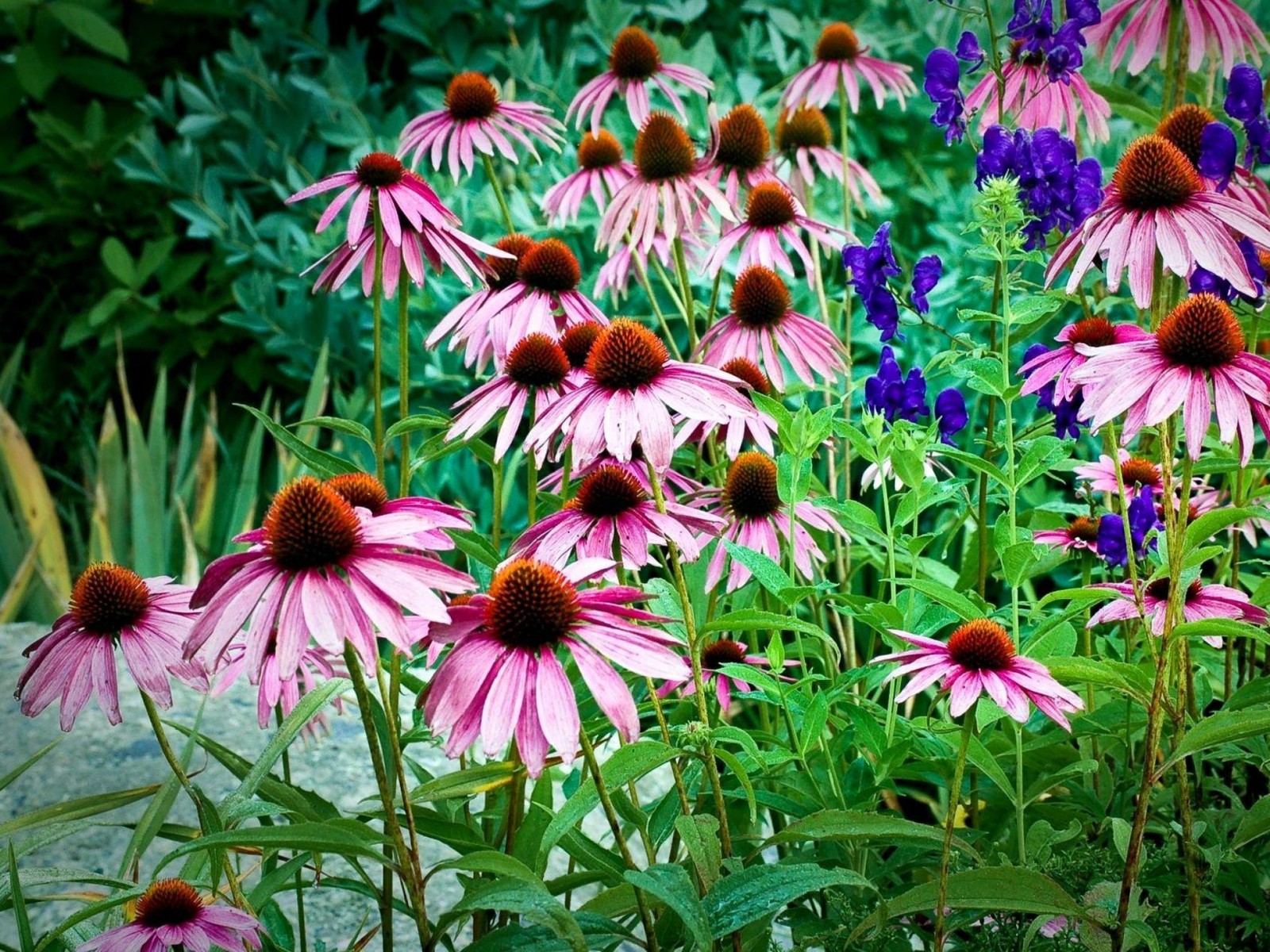 Des fleurs violettes dans un jardin avec des fleurs violettes en arrière-plan (fleur coneflower, plante à fleurs, plante, famille des marguerites, flore)