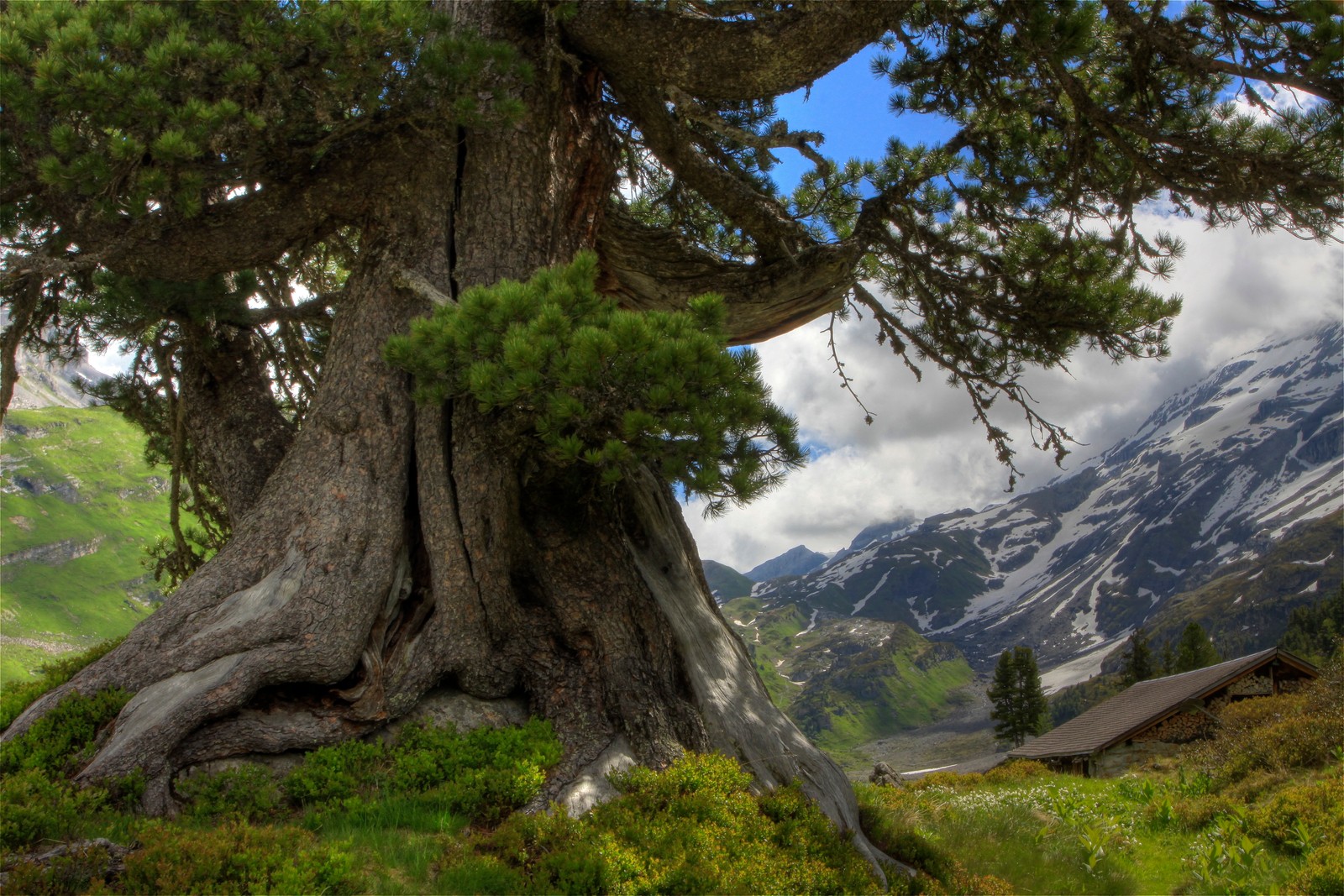 Arbre arafed avec une montagne en arrière-plan (arbre, forêt, végétation, plante ligneuse, plante)