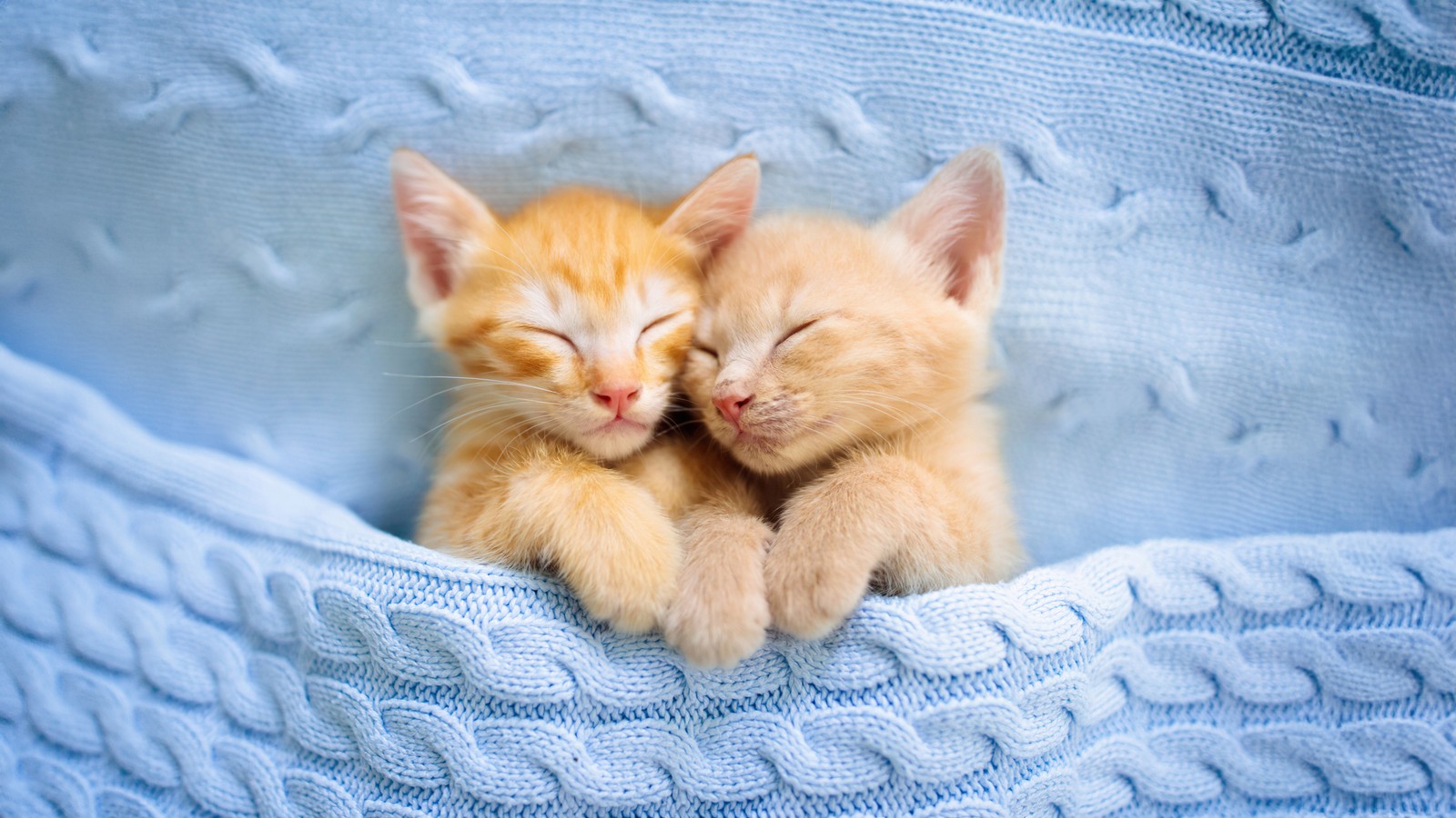 Il y a deux chatons qui dorment ensemble dans une couverture (mignons chatons, dormant, ensemble, 5k, adorable)