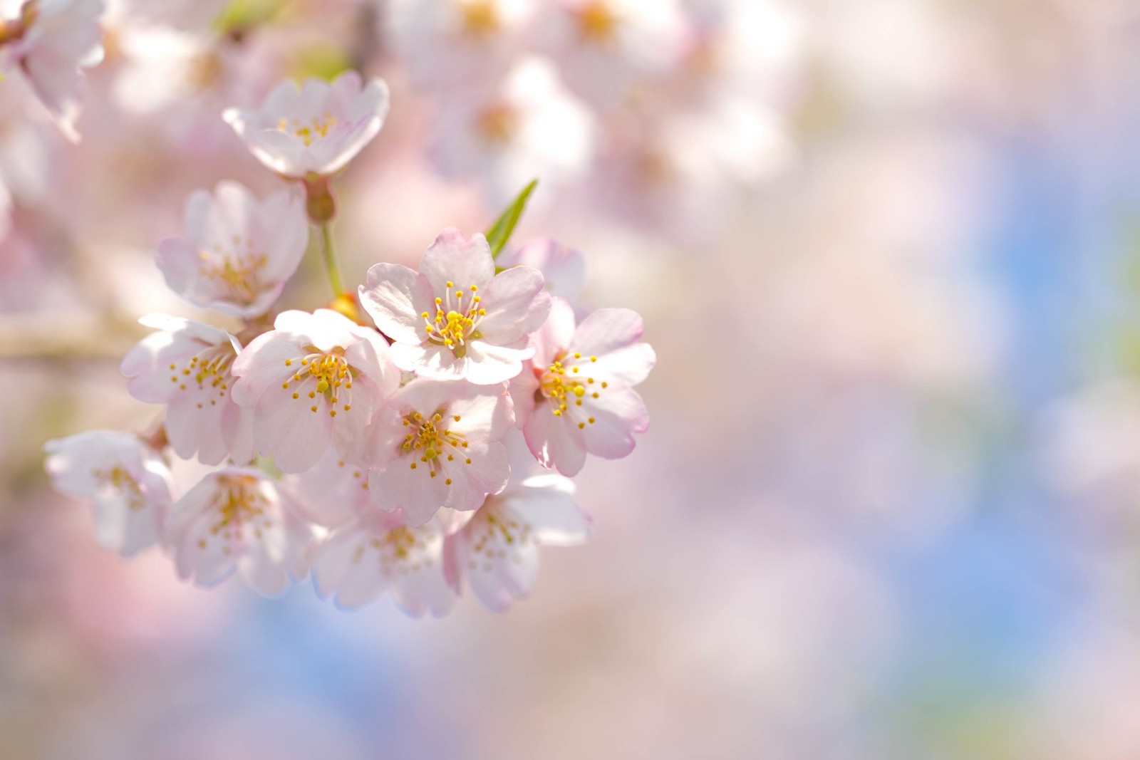 Gros plan d'un arbre fleuri avec de nombreuses fleurs (fleur de cerisier, floraison, fleur, cerise, rose)