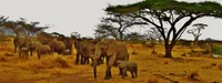 Elephants grazing in a savanna landscape, surrounded by arid grasslands and acacia trees.