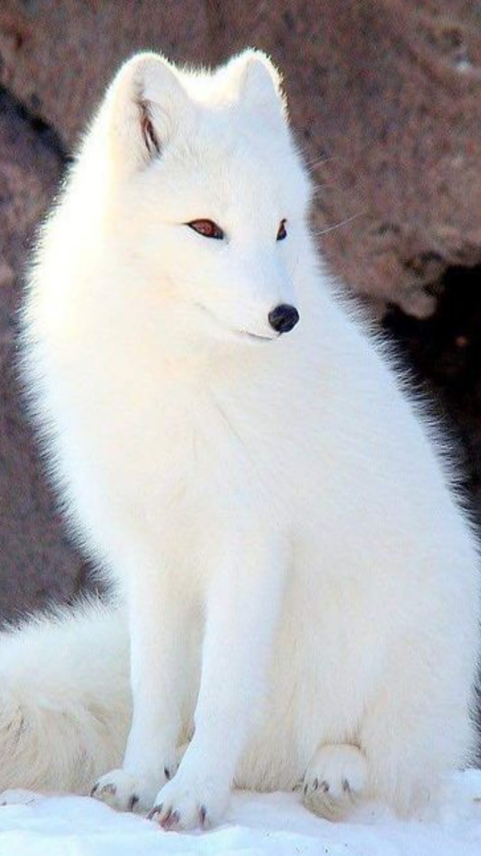 Araffe sitting in the snow with a rock in the background (animals, arctic, foba, galaxy, snow)