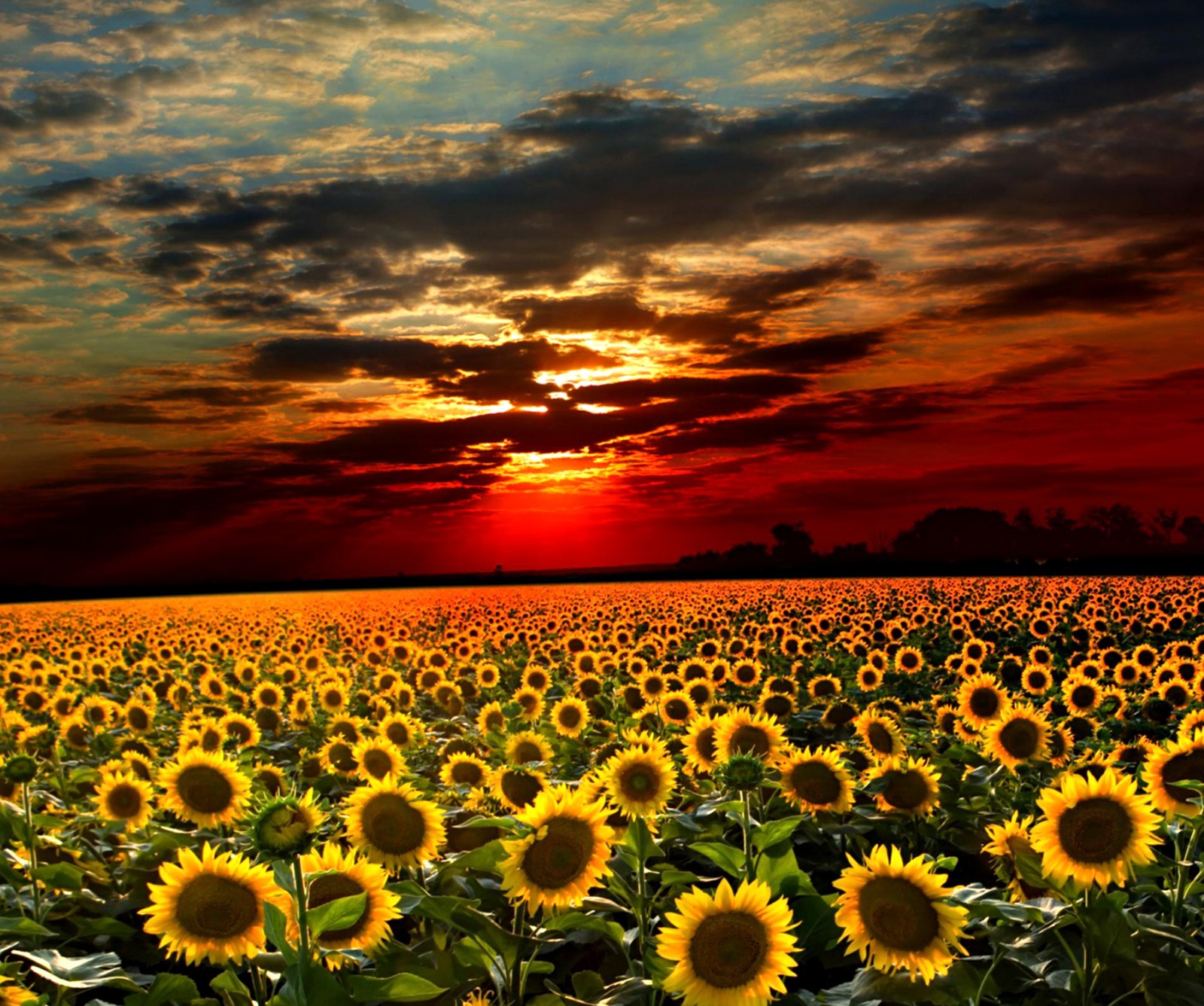 Un gros plan d'un champ de tournesols avec un coucher de soleil en arrière-plan (nuage, soir, champ, fleur, nature)