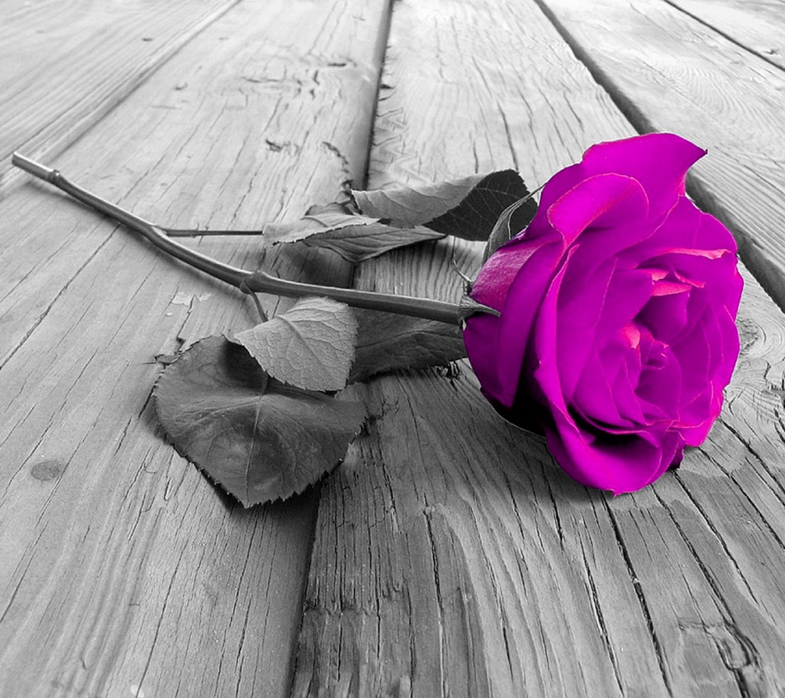 Rose violette sur une table en bois avec un arrière-plan noir et blanc (fleur, amour, naturel, nature, nouveau)