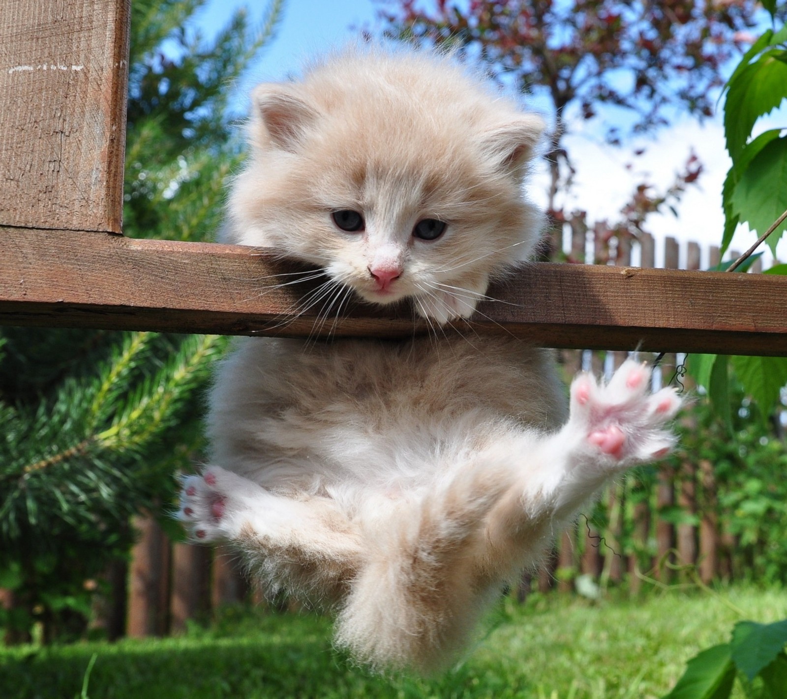 Il y a un petit chaton qui grimpe sur une clôture en bois (animaux, chat, mignon, drôle, duveteux)