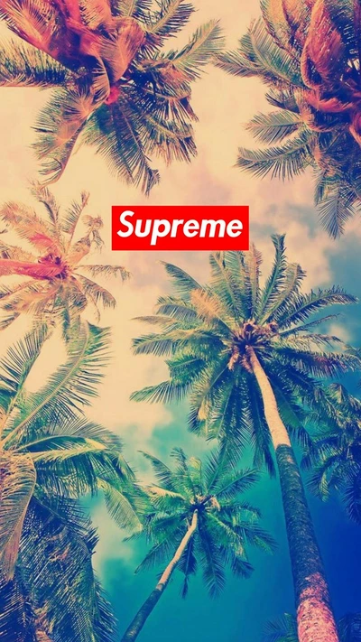 Supreme Vibes Under Palm Trees