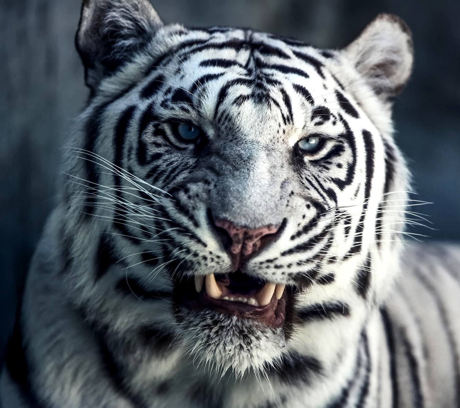 tiger, wild Download Wallpaper