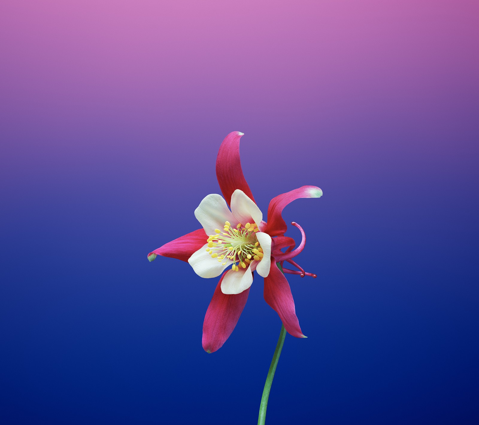 Il y a une fleur dans un vase sur une table (floweraquilegia, iphone, iphone 8, iphone 8 wallaper, fond décran iphone)