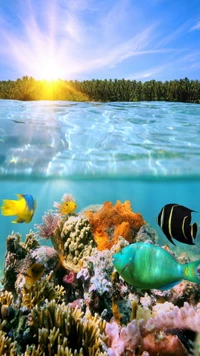 coral, fishes, reef, sea, tropical wallpaper