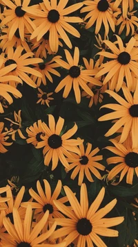 flores, fondo, girasol, hd, rosas