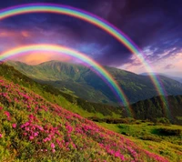 Lebendige Wildblumen unter doppelten Regenbögen in einer Berglandschaft