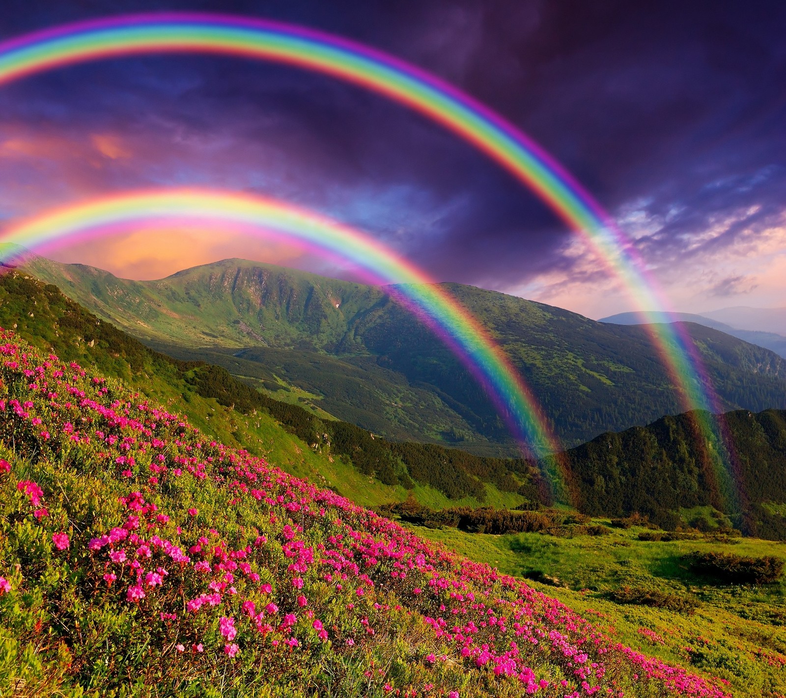 Un gros plan d'un arc-en-ciel au-dessus d'une montagne avec des fleurs (fleur, montagne, plante, arc en ciel)