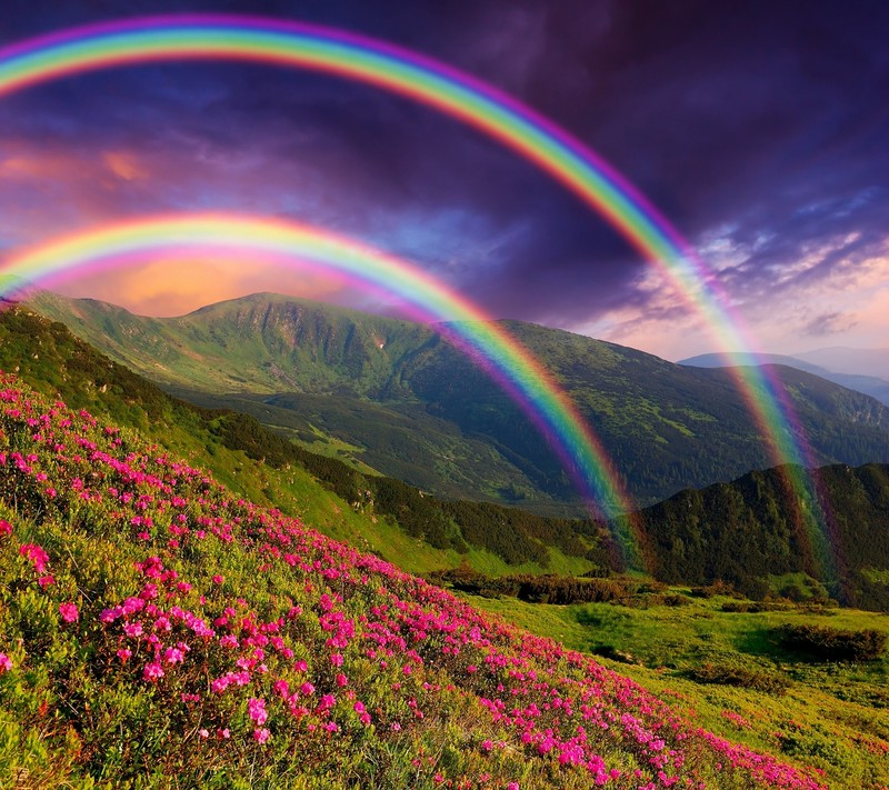 Un gros plan d'un arc-en-ciel au-dessus d'une montagne avec des fleurs (fleur, montagne, plante, arc en ciel)