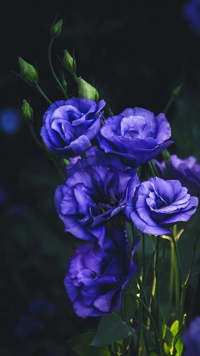 Flores azuis vibrantes contra um fundo escuro