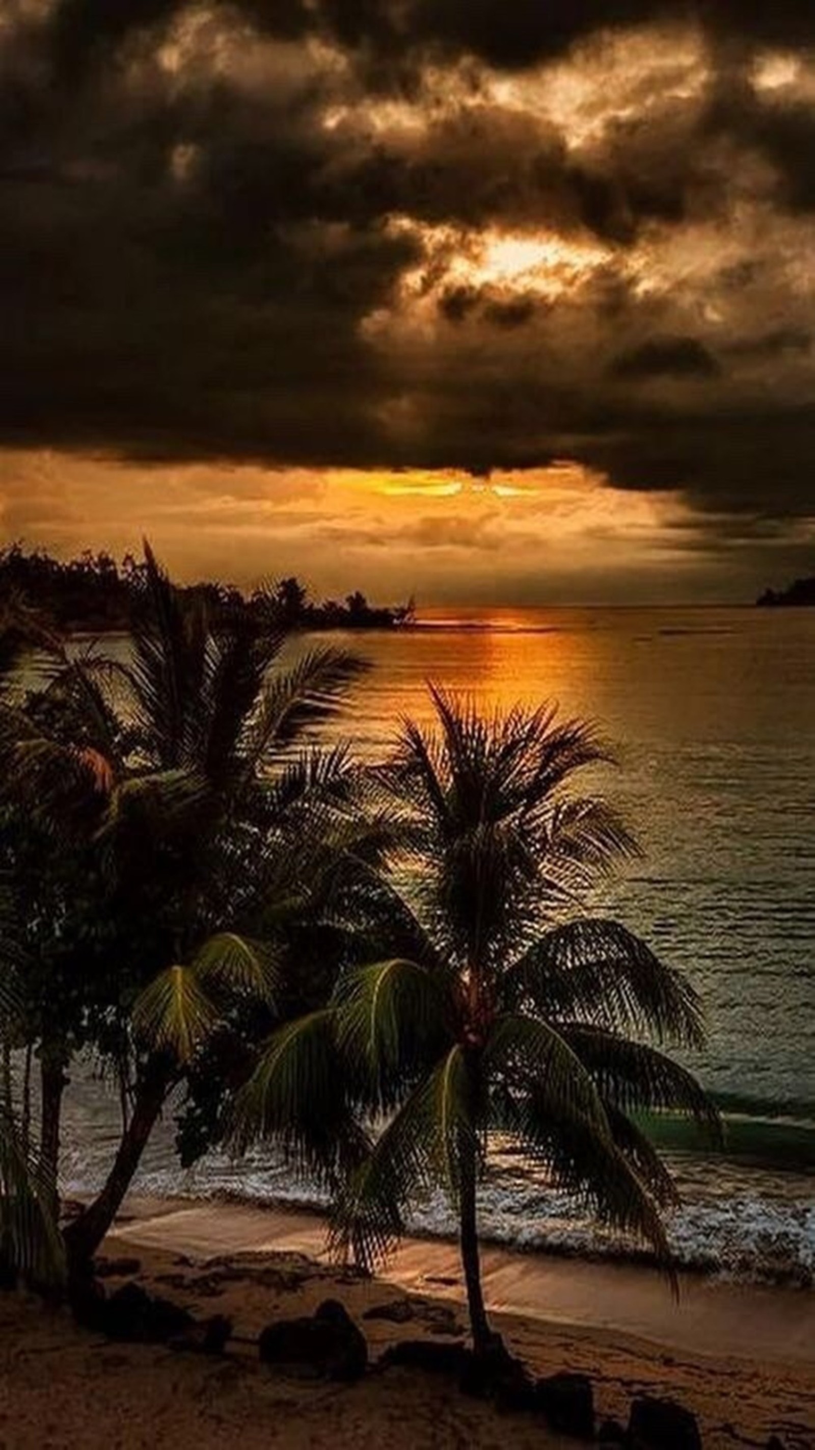 Una vista de una playa con palmeras y un atardecer (luna llena, naturaleza)