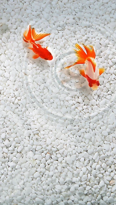 fisch, gold, nett, orange, ryu