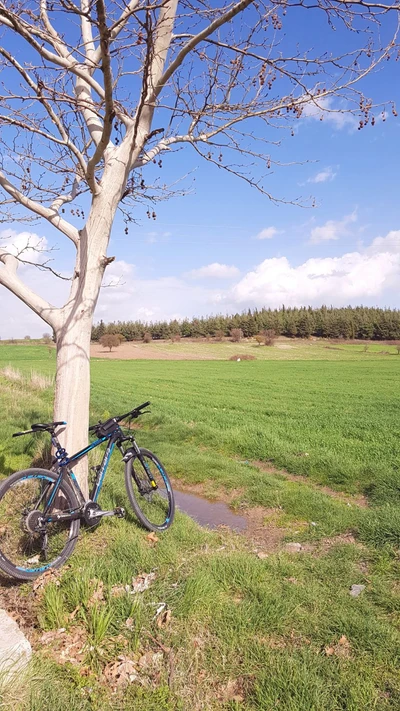 Paisagem de primavera com bicicleta ao lado de uma árvore