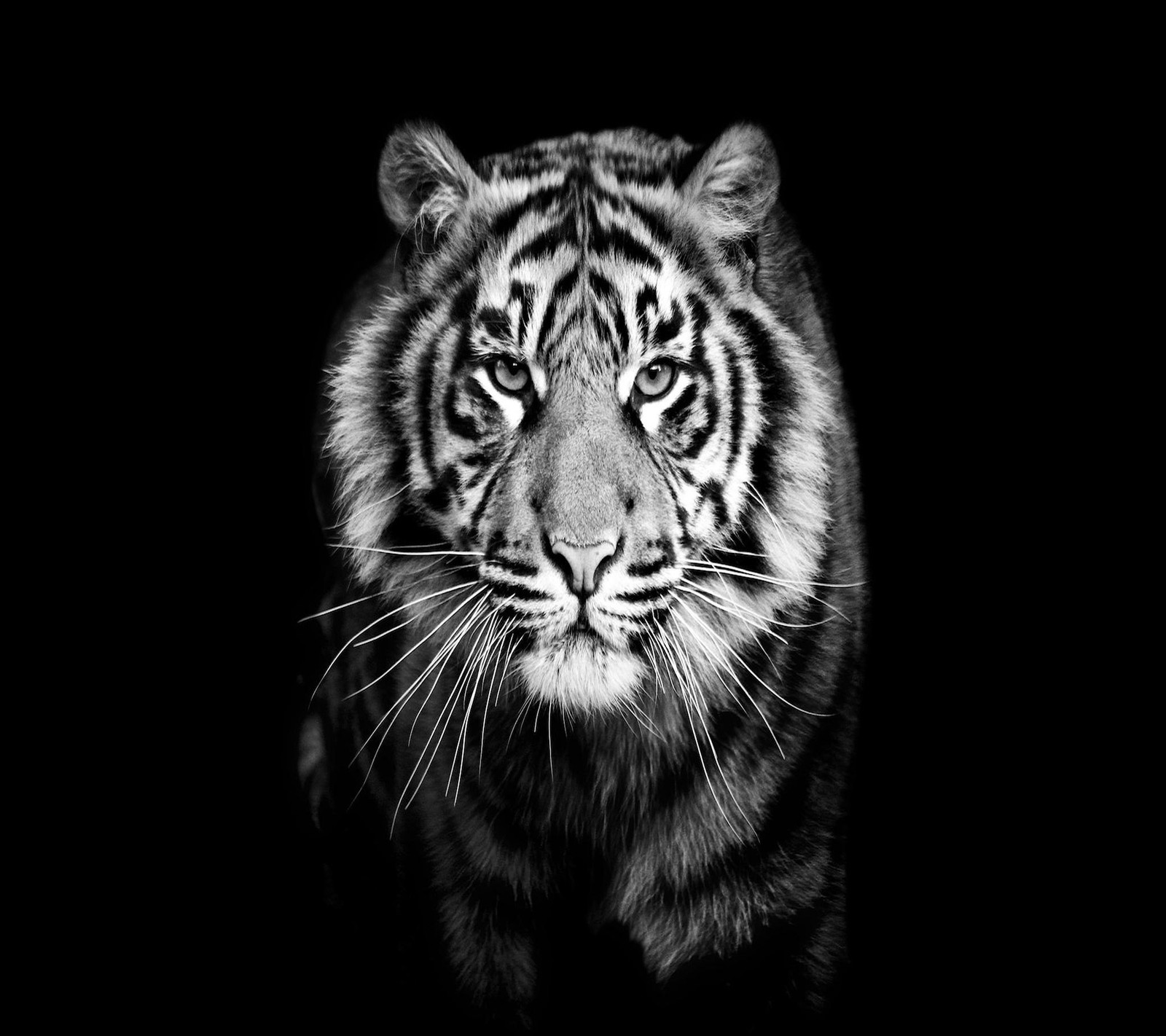 tiger, white Download Wallpaper