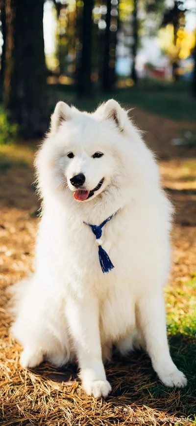 Perro Samoyedo blanco y esponjoso en un entorno natural