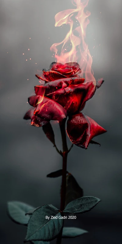 fire, flor, flores, nature, red