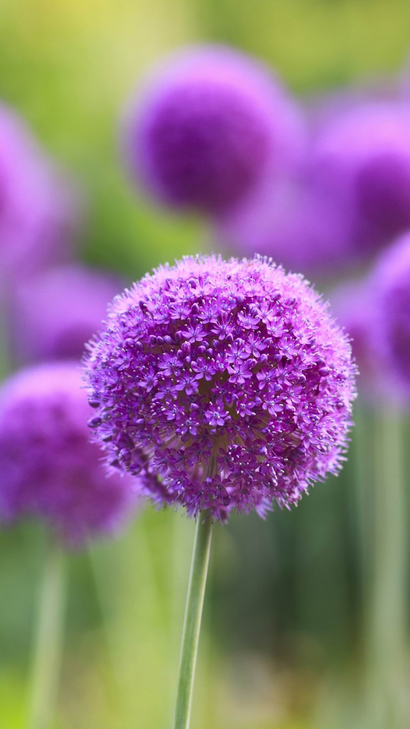 Flores roxas em um campo de grama verde com um fundo desfocado (beleza, flores, adorável)