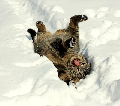 Gato juguetón disfrutando de un paraíso invernal