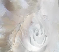 Delicate White Rose on a Soft Background